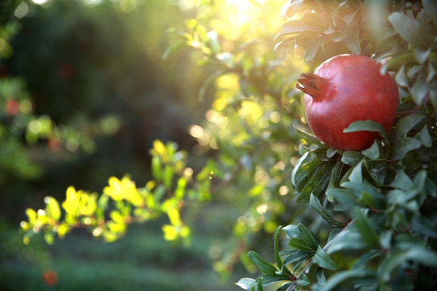 Kostenloses Foto frischer granatapfel auf dem baum