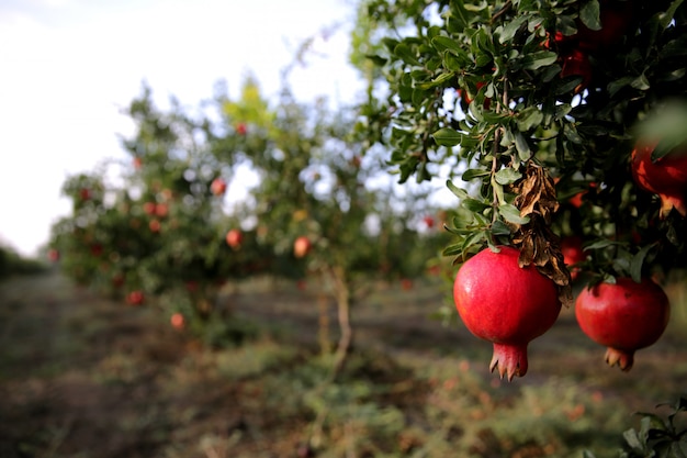 Frischer Granatapfel auf dem Baum