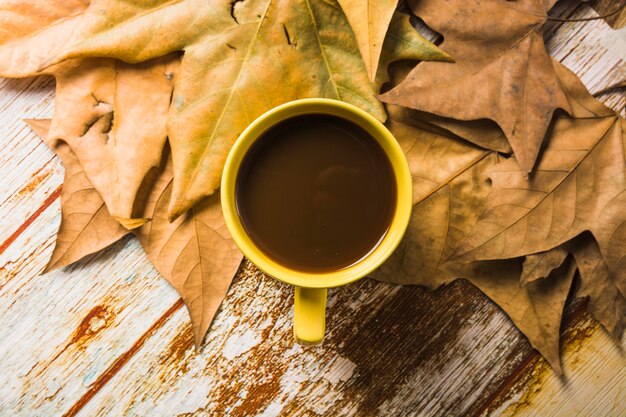 Frischer Kaffee auf Blättern