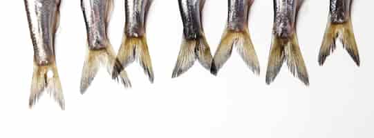 Kostenloses Foto frischer leckerer fisch auf weiß