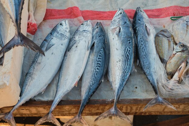 Frischer Thunfisch wird an der Fischtheke auf dem Pier verkauft. Roher, frisch gefangener Fisch auf der Fischtheke