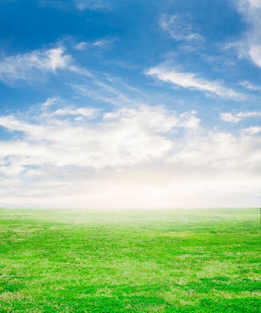 Frisches Gras mit Himmel im Hintergrund