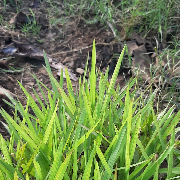 Frisches Grün lässt Hintergrund