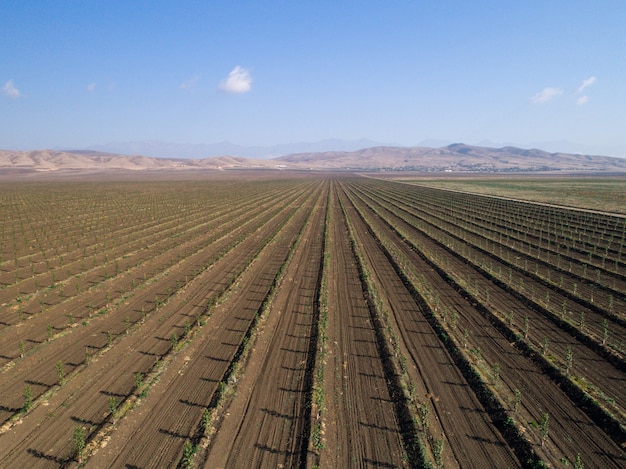 Frisches weites Feld mit Grüns