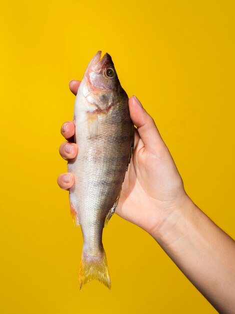 Frischfischgriff der Vorderansicht in der Hand