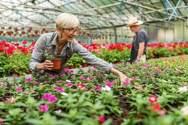 Fröhlicher reifer Florist, der sich um Topfpflanzen kümmert, während er in einem Gewächshaus arbeitet