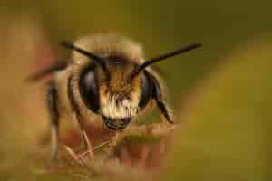 Kostenloses Foto frontal nahaufnahme einer männlichen patchwork-blattschneiderbiene, tuinbladsnijder, megachile centuncularis