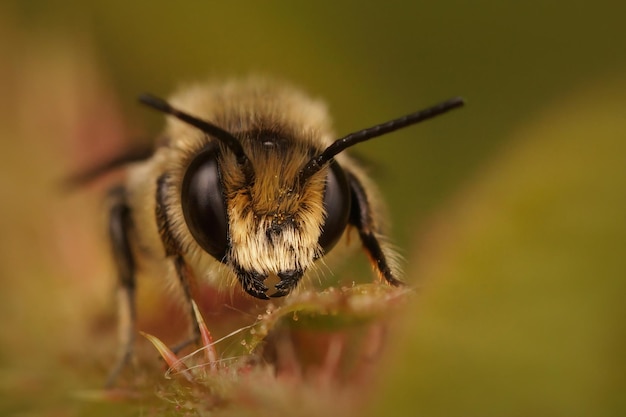 Frontal Nahaufnahme einer männlichen Patchwork-Blattschneiderbiene, Tuinbladsnijder, Megachile centuncularis