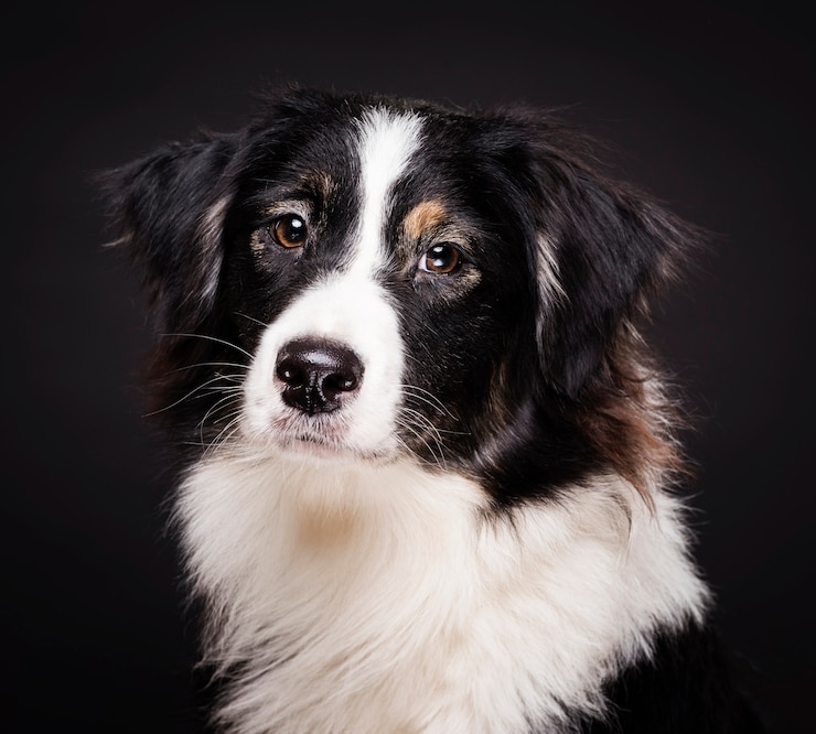 Kostenlose Foto frontansicht mit süßem hund sitzend
