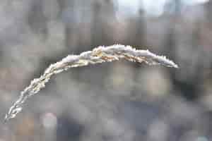 Kostenloses Foto frost auf grashalm schöner saisonaler natürlicher winterhintergrund