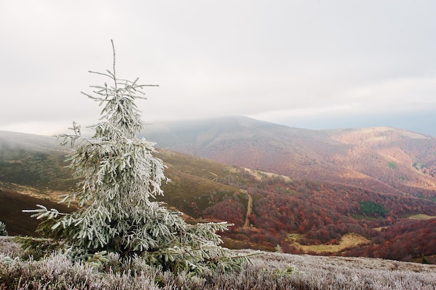 Frost auf Neujahr Baum Hintergrund Herbstwald in Karpaten Erster Schnee Treffen des Herbstes mit Winter