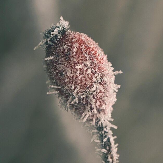 Frost auf Zweigen Schöne winterliche saisonale natürliche Hintergrundfrost-Hagebuttenbüsche