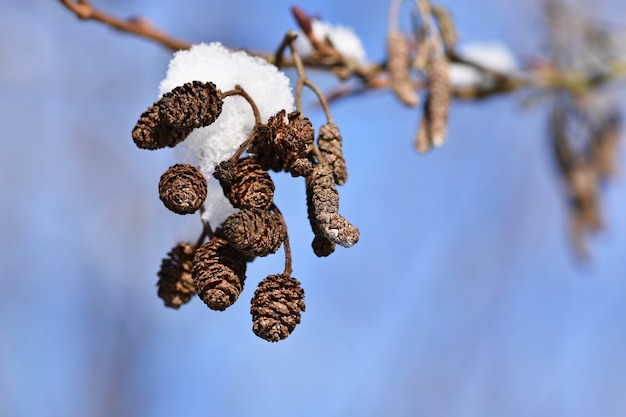 Kostenloses Foto frost und schnee auf ästen. schöner winterjahreszeithintergrund. schöne natur.