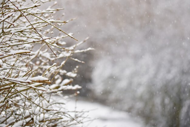 Frost und Schnee auf Ästen. Schöner Winterjahreszeithintergrund. Foto der gefrorenen Natur.