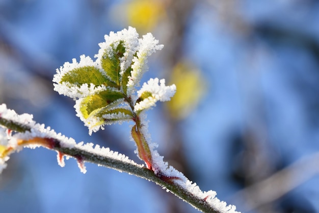 Frost und Schnee auf Ästen. Schöner Winterjahreszeithintergrund. Foto der gefrorenen Natur.