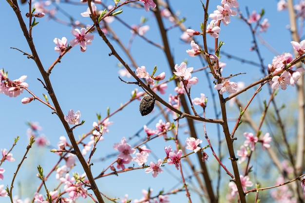 Frühling blühender Aprikosenbaum hautnah gegen den Himmel