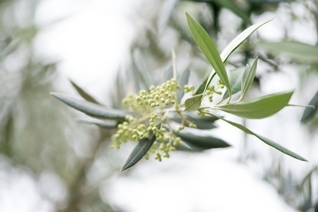 Kostenloses Foto frühling des olivenzweiges