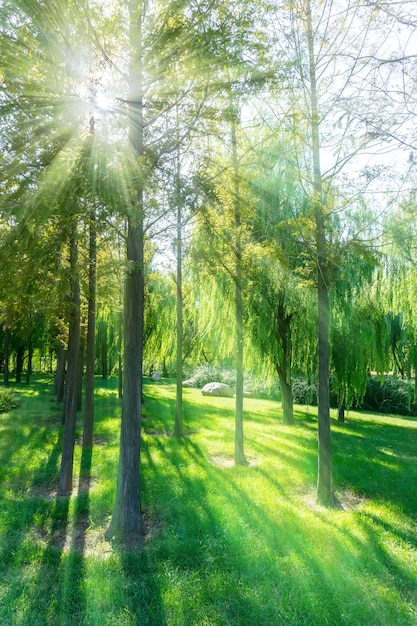 Frühling Großansicht im Freien Landschaft Stämme Sommer