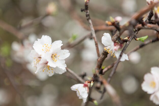 Frühling Hintergrund mit fantastischen weißen Blüten