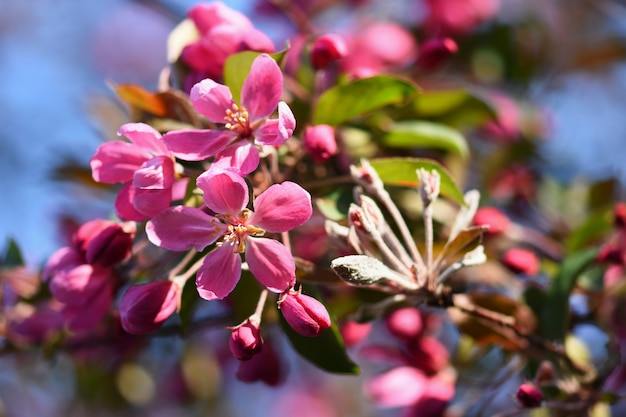 Frühling. Schöner Blumenfrühlingszusammenfassungshintergrund der Natur. Blühende Zweige von Bäumen für sp