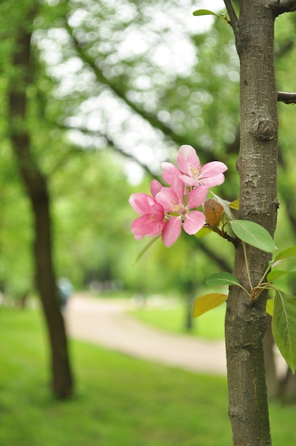 Frühlingsblüten