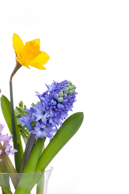 Frühlingsblumen - Hyazinthe und Narzisse auf Weiß