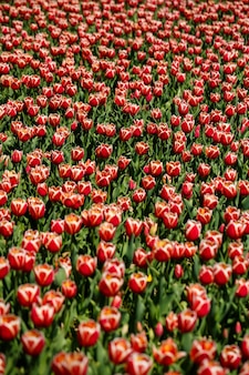 Frühlingsblumenhintergrund. das symbol der niederlande. tulpen im garten. magische frühlingslandschaft mit einer blume. erstaunliches tulpenfeld in holland. tulpen im frühjahr. Premium Fotos