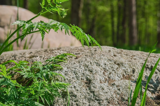 Frühlingsgras auf dem Hintergrund der Granitsteinfeder im nördlichen Wald grüner natürlicher Hintergrundbanner oder Postkarte Selektiver Fokus der Nahaufnahme