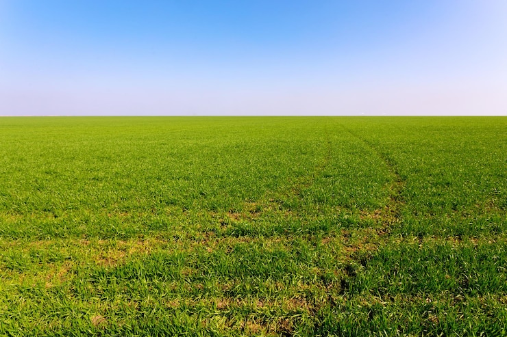Kostenlose Foto frühlingsgrünes feld