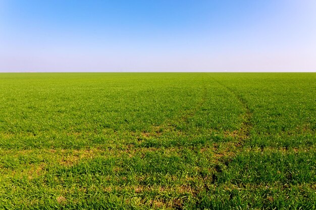 Frühlingsgrünes Feld