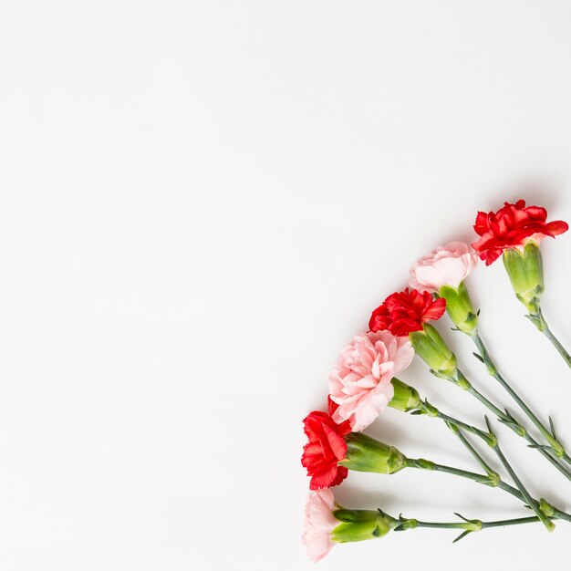 Frühlingshintergrund mit Rosen