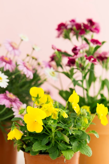 Frühlingskonzept mit bunten Blumen