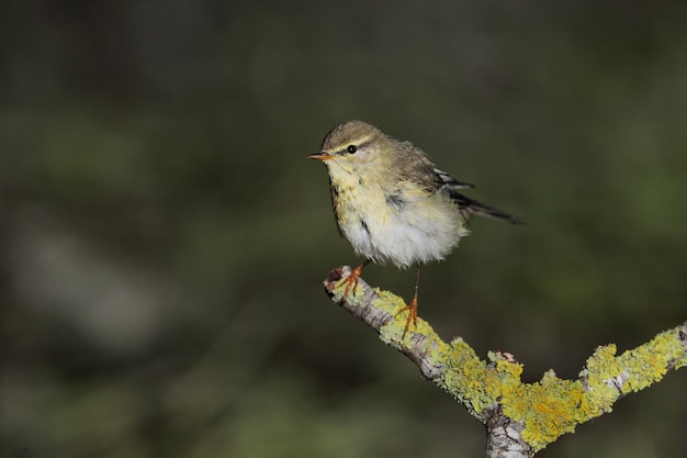 Frühlingsmigrant Weidenrohrsänger Phylloscopus trochilus, Malta, Mittelmeer