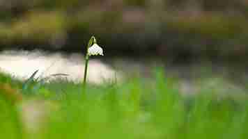 Kostenloses Foto frühlingsschneeflocke leucojum vernum schöne weiße frühlingsblume im wald bunter naturhintergrund