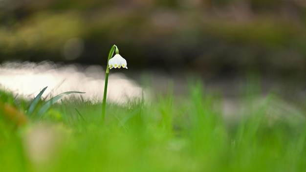 Frühlingsschneeflocke Leucojum vernum Schöne weiße Frühlingsblume im Wald Bunter Naturhintergrund