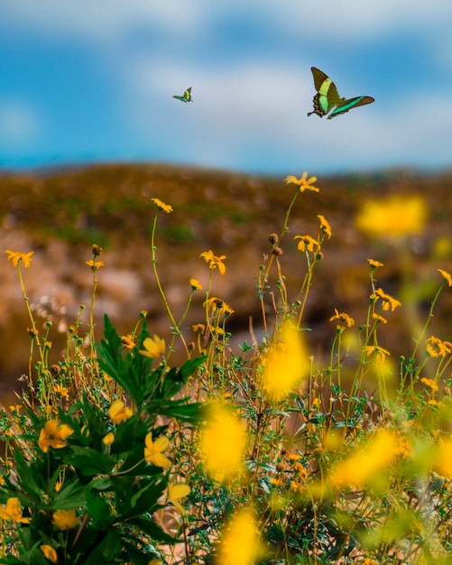 Kostenloses Foto frühlingsszene mit blumen und schmetterling