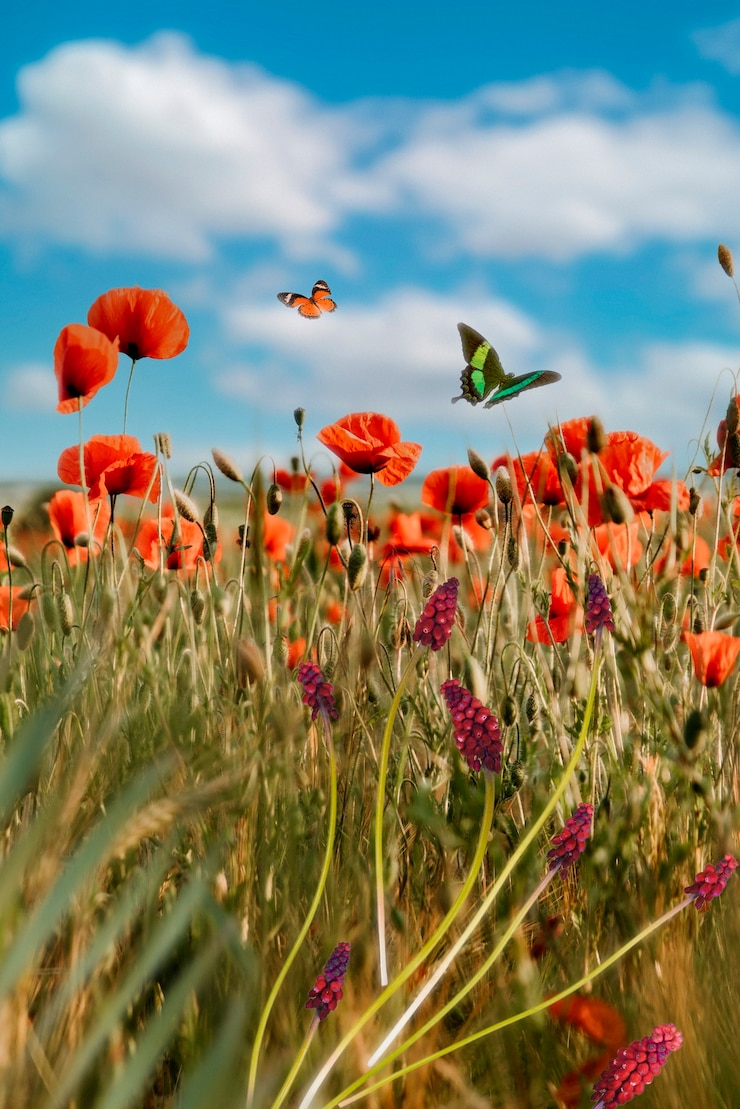 Kostenlose Foto frühlingsszene mit blumen und schmetterling