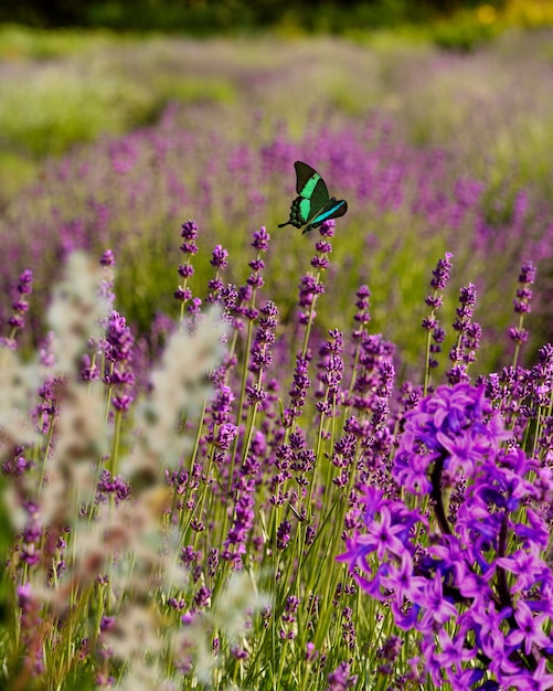 Kostenloses Foto frühlingsszene mit blumen und schmetterling