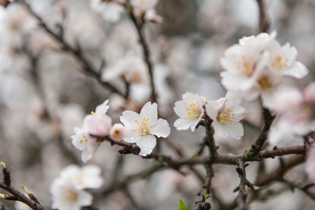 Frühlingsszene von Zweig in voller Blüte mit Wassertropfen