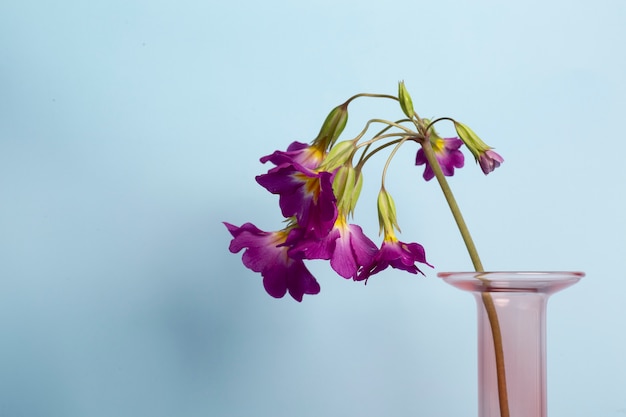 Frühlingstapete mit lila Blumen