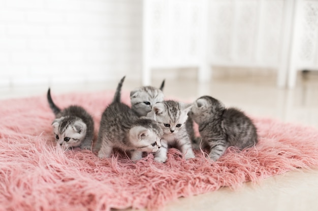 Fünf kleine graue Kätzchen liegen auf einem rosa Teppich