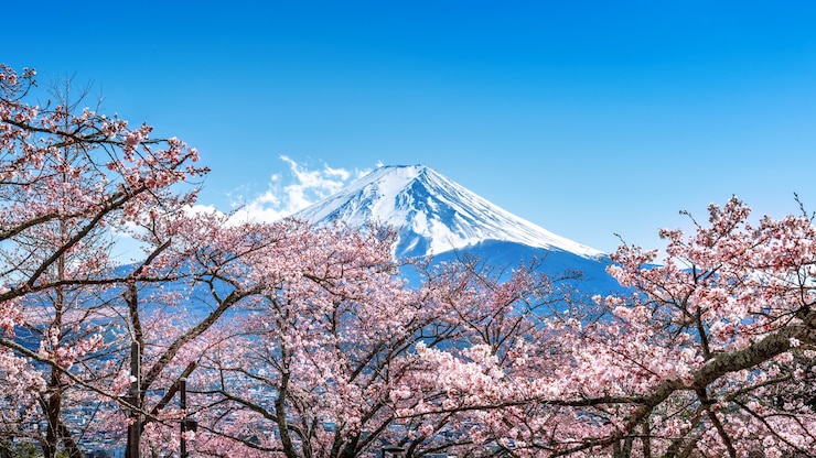 Kostenlose Foto fuji berg und kirschblüten im frühjahr, japan.