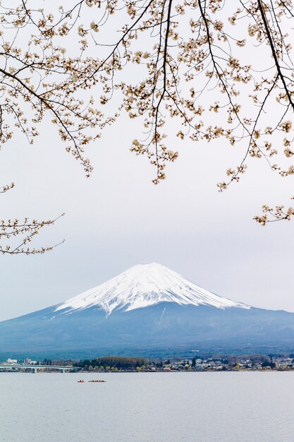 Fuji Berg und Sakura am Kawaguchiko See