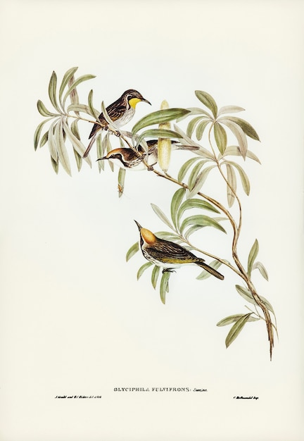 Fulvous-fronted Honigesser (Glyciphila fulvifrons) von Elizabeth Gould