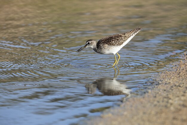 Futtersuche Flussuferläufer im Ufer