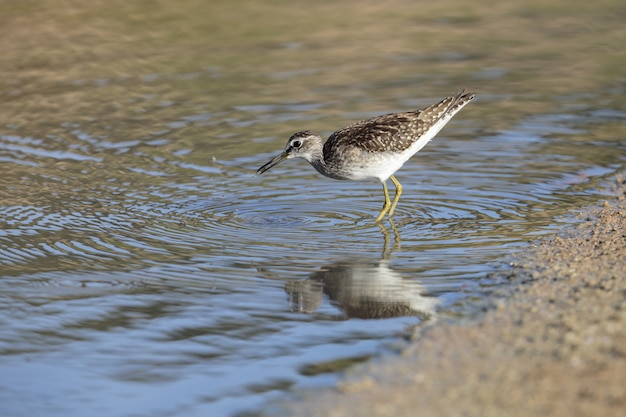 Futtersuche Flussuferläufer im Ufer