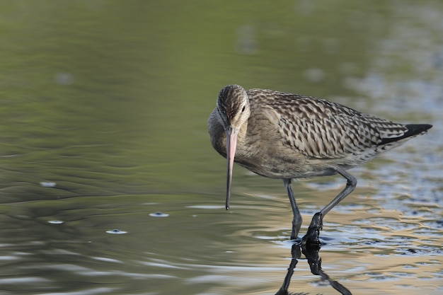 Kostenloses Foto futtersuche jugendlich bar schwanz schnepfe limosa lapponica