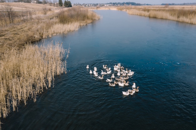 Kostenloses Foto gänse im wasser, schwimmen auf dem fluss