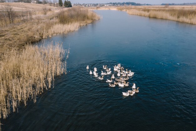 Gänse im Wasser, schwimmen auf dem Fluss