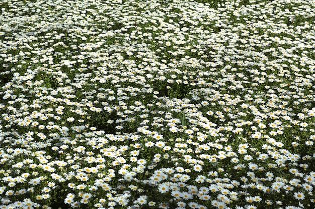 Kostenloses Foto gänseblümchen feld